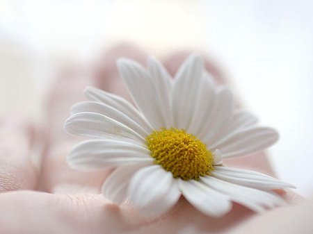 Нежные ромашки