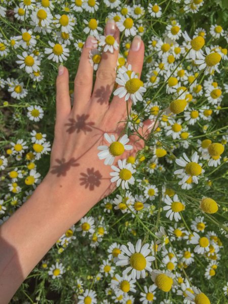 Охапка полевых ромашек