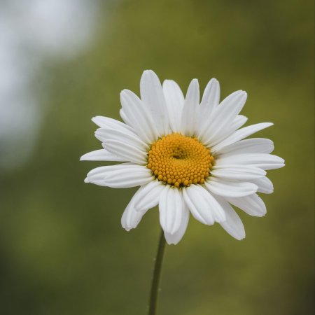 Ромашка обыкновенная