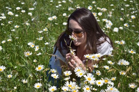 Ромашковое поле