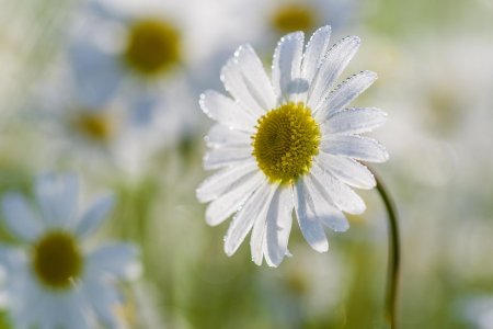 Цветки ромашки