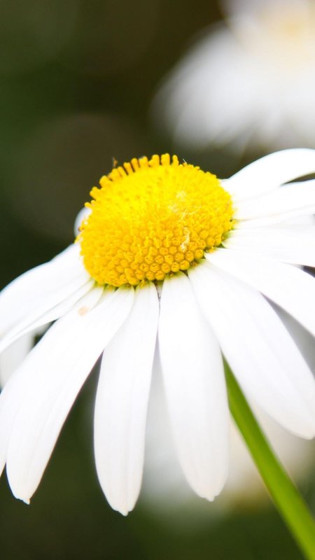 Лепестки ромашек