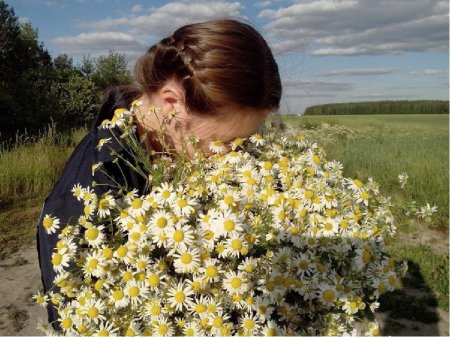 Букет ромашек полевых