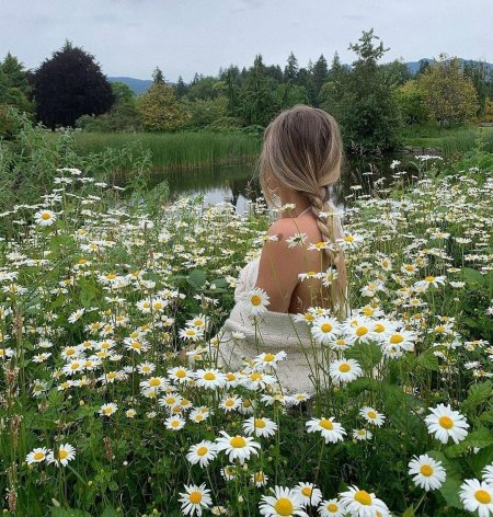 Поле ромашки