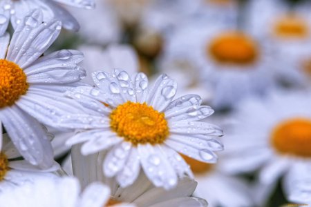 Ромашки в росе