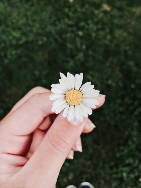 Эстетика ромашек пинтерест