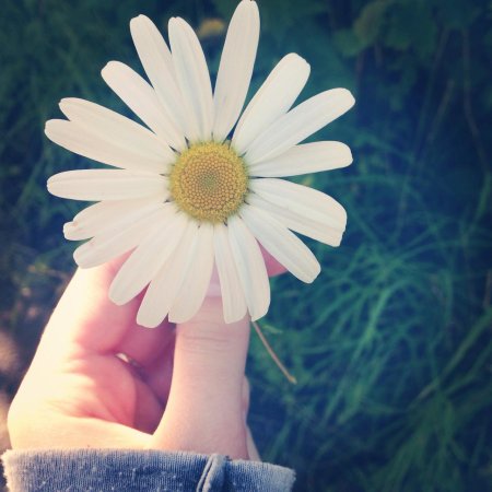 Крупная ромашка