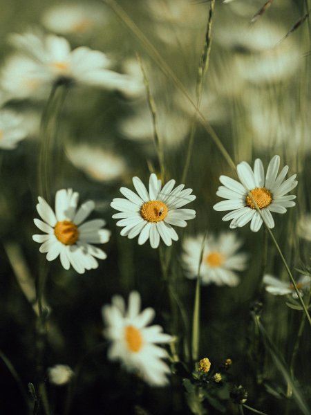 Ромашка полевая