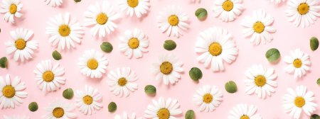 Фон ромашек