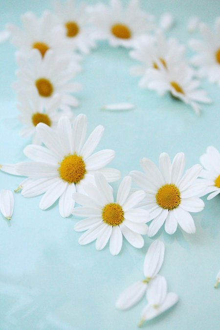 Цветки ромашки