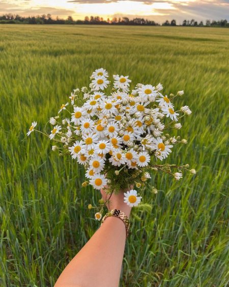 Ромашка красивая