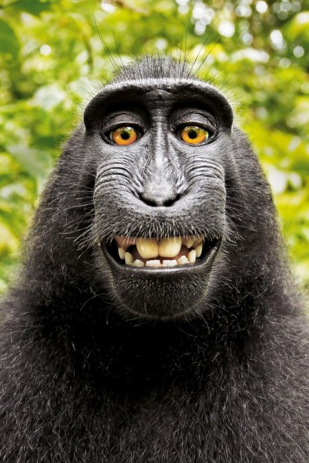 Обезьянка улыбается