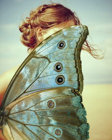 Бабочка крылья