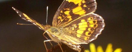 Бабочка бабочка