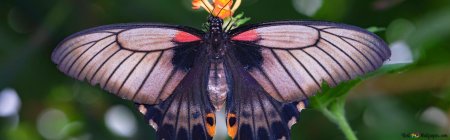 Papilio lowi бабочка