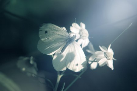 Белая бабочка