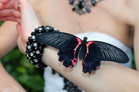 Парусник румянцева papilio rumanzovia