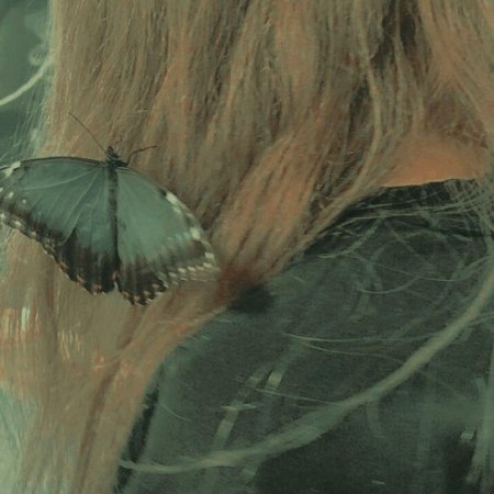 Морфо пелеида бабочка