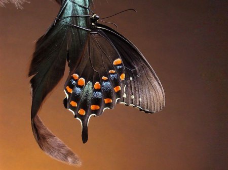 Бабочка крылья