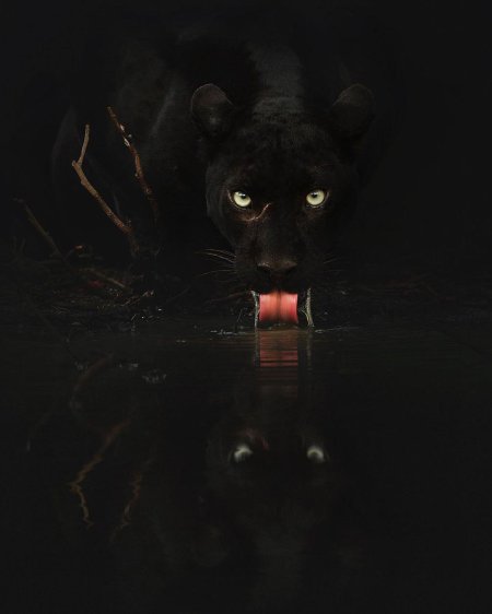 Черная пантера ягуар