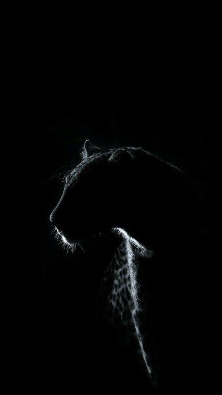 Леопард на черном фоне