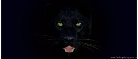 Животное пантера