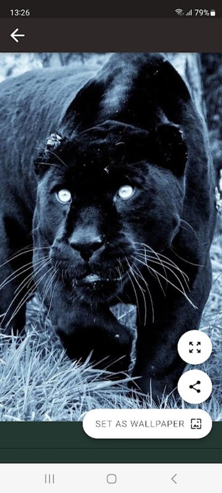 Черная пантера ягуар