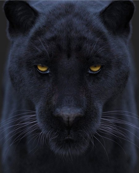 Пантера нера