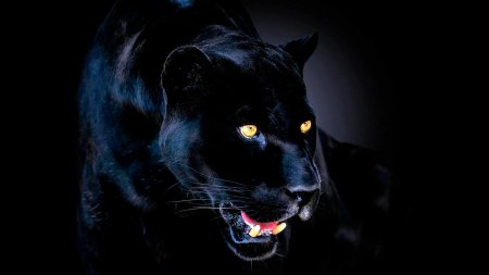 Черная пантера ягуар