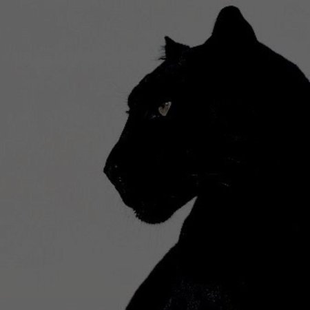 Пантера нера