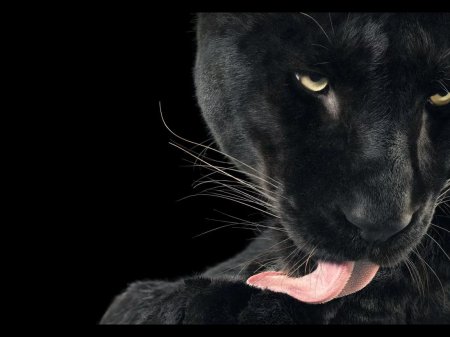 Животное пантера