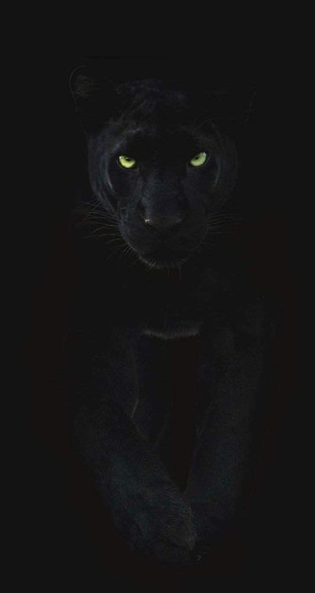 Черная пантера ягуар