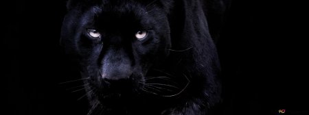 Пантера на черном фоне