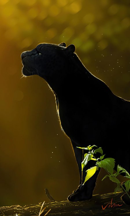 Пантера животное