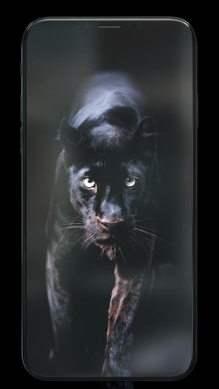 Животное пантера