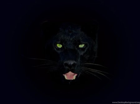 Черная пантера ягуар