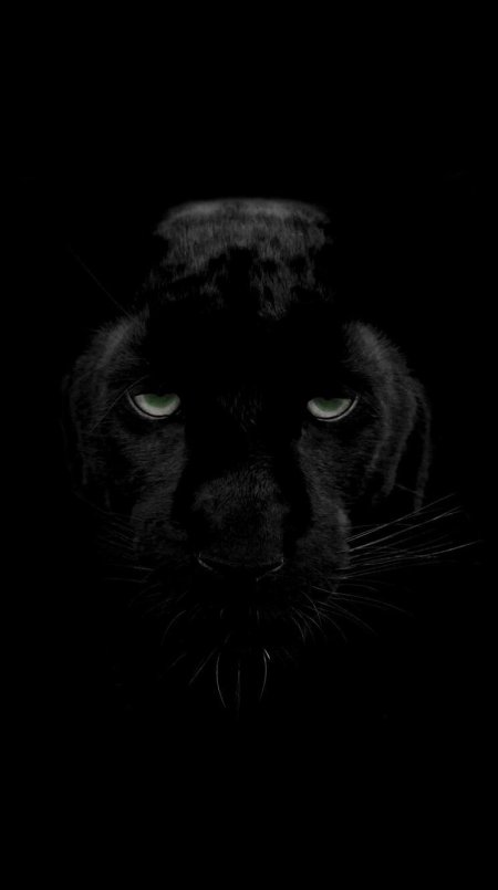 Глаза пантеры на черном фоне