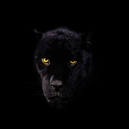 Глаза пантеры на черном фоне
