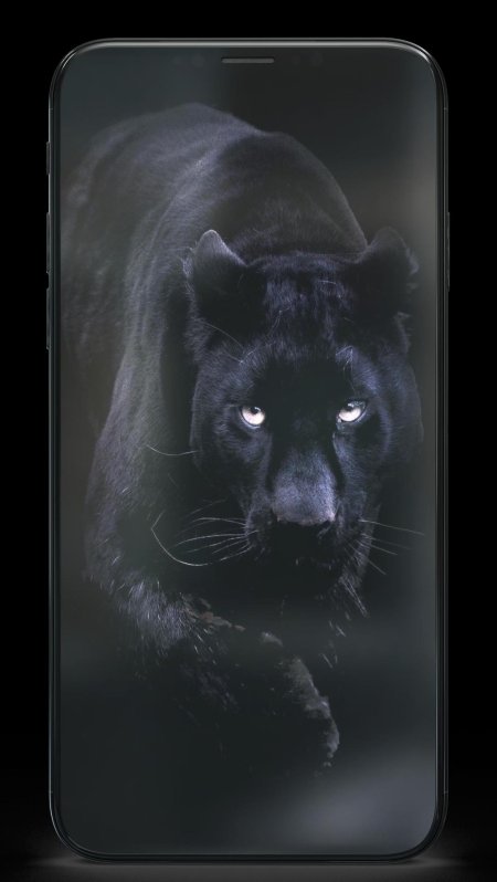 Черная пантера на черном фоне