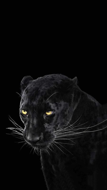 Пантера нера