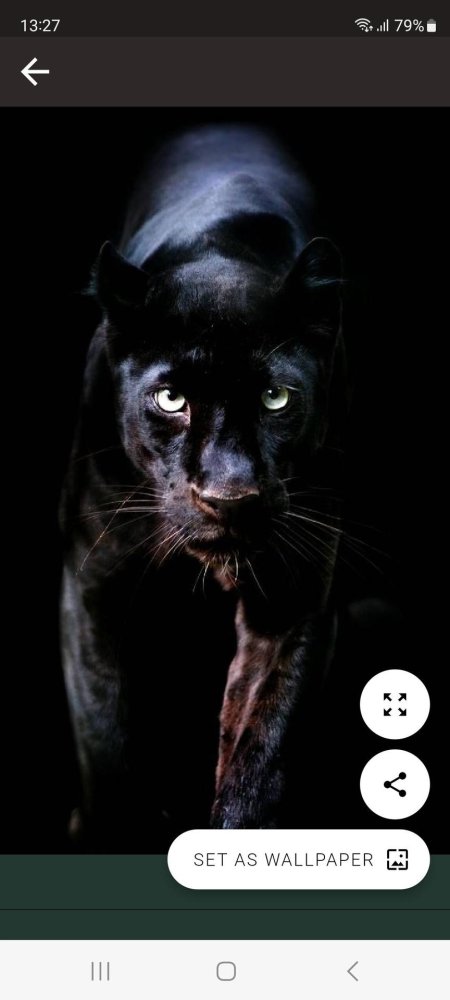 Животное пантера