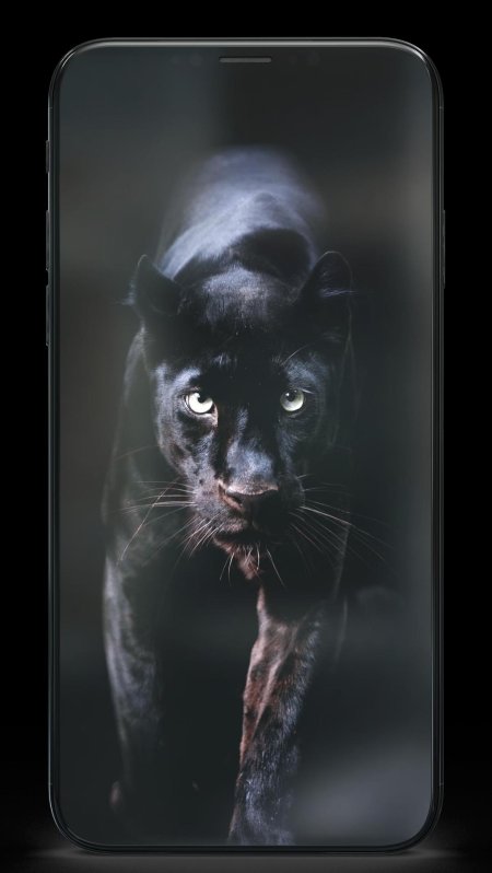 Пантера крадется