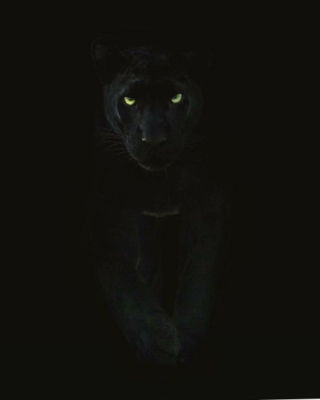 Черная пантера ягуар
