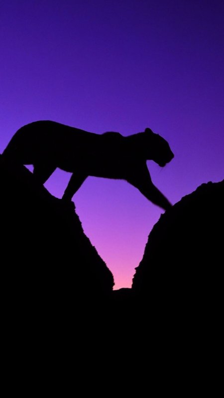 Силуэт пантеры