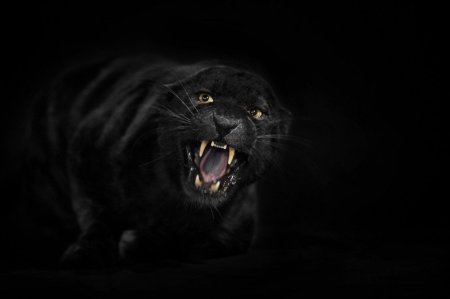 Черная пантера оскал