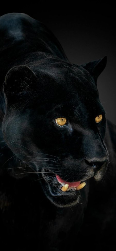 Черная пантера ягуар