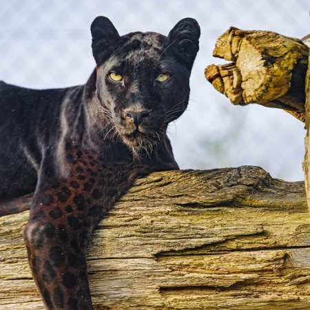 Пантера животное