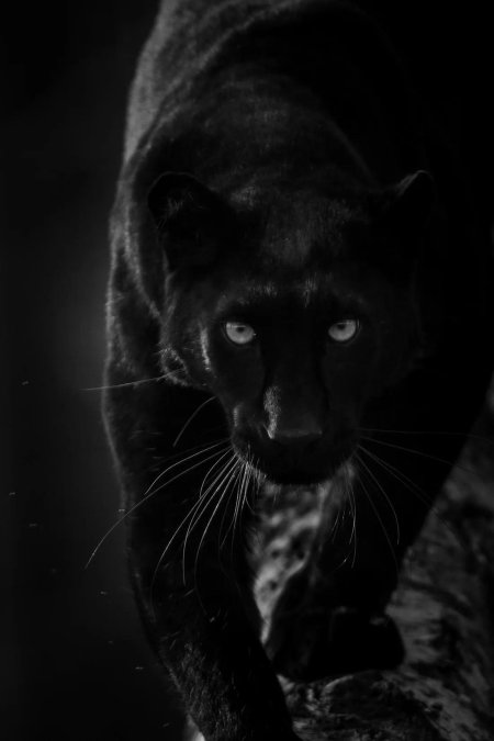 Грациозная пантера