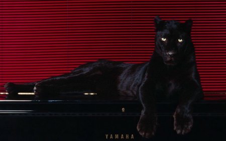 Животное пантера