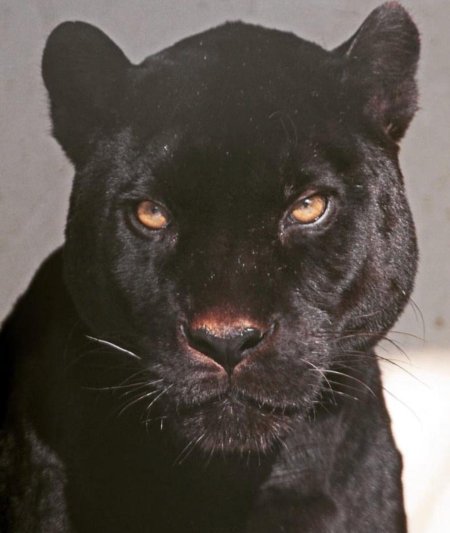 Черная пантера ягуар